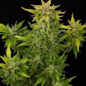 Fruit Autoflowering