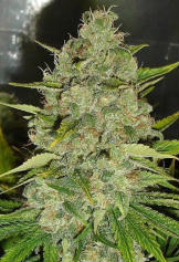 Grapefruit