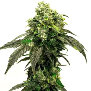 Hindu Kush