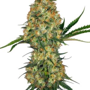 Hindu Kush Feminized Seeds