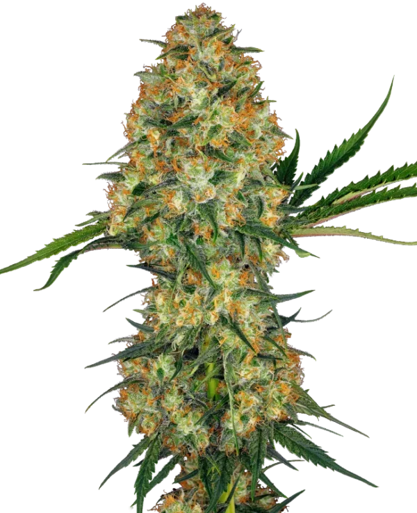 Hindu Kush Feminized Seeds