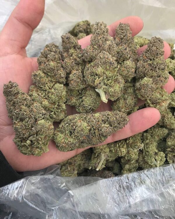 Purple haze