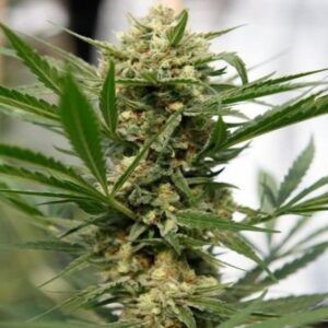 Sweet Deep Grapefruit